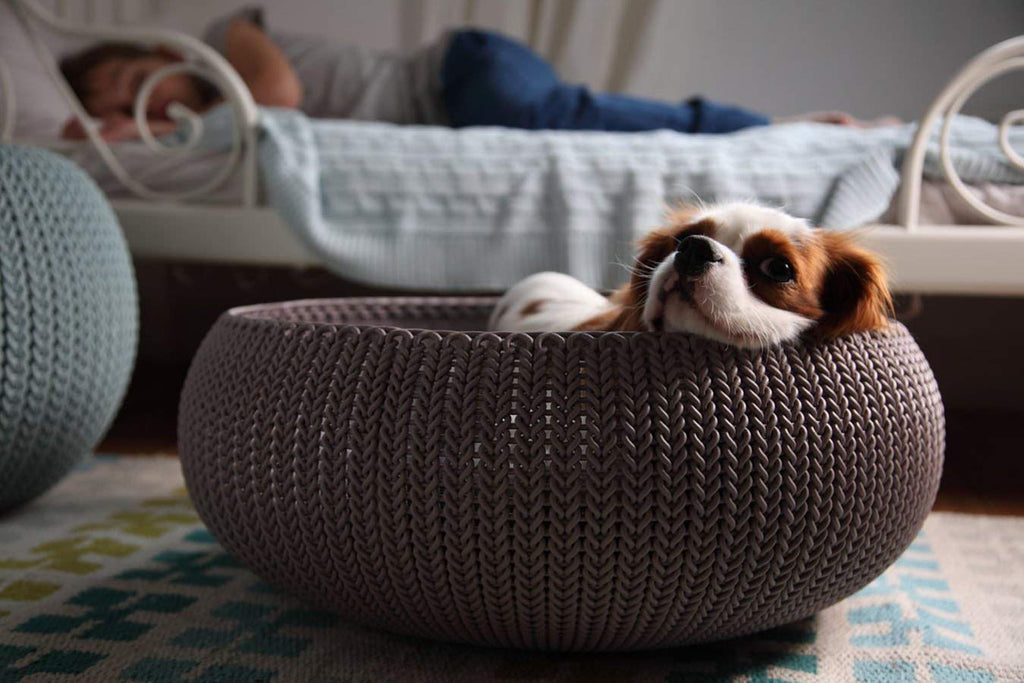 Keter shop dog bed